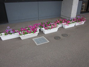 Simg_7383 Simg_7383